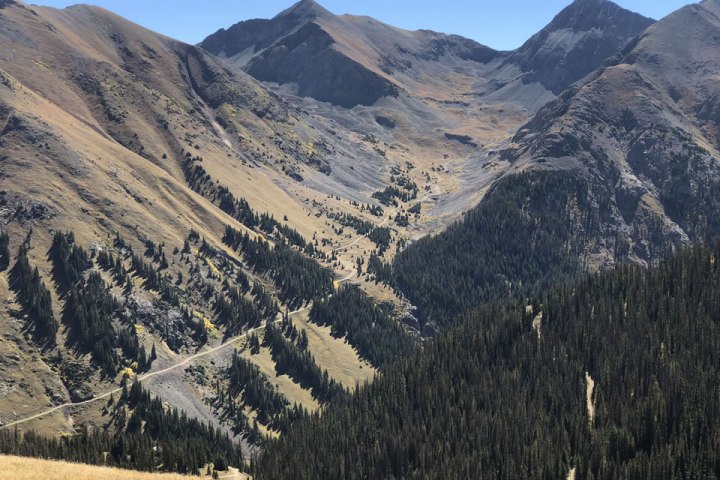 a tree with a mountain in the background