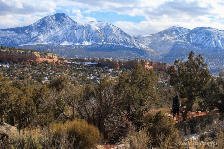 a tree with a mountain in the background