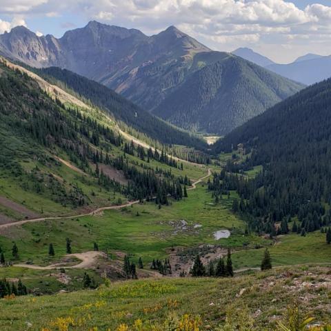 a herd of sheep grazing on a lush green hillside